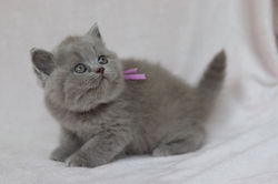 Meringue - Moose x Kvothe