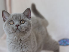 Why Does My Cat Bite Me While I'm Petting Them?