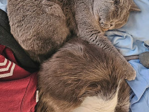 Are Cats Social? Understanding Your Cat's Need for Companionship
