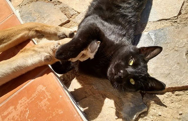Mi gato es negro y tullido, pero un fuera de serie.
