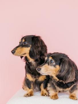 犬多頭フォト(大阪・東三国)