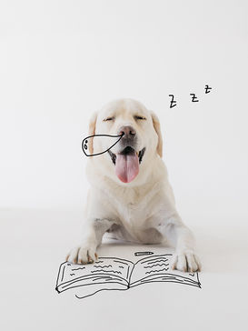 犬おもしろフォト(大阪・東三国)