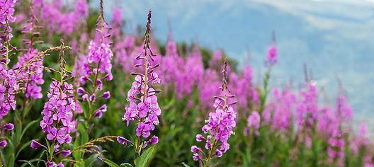 fireweed.jpg