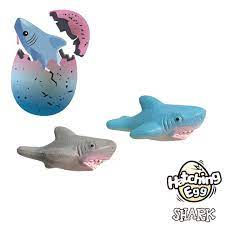 Hatching Shark Egg