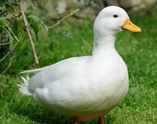 Domestic Duck