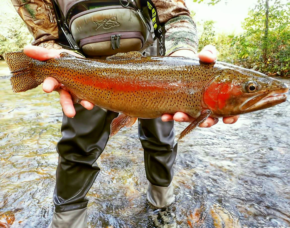 Trout on Toccoa.jpeg