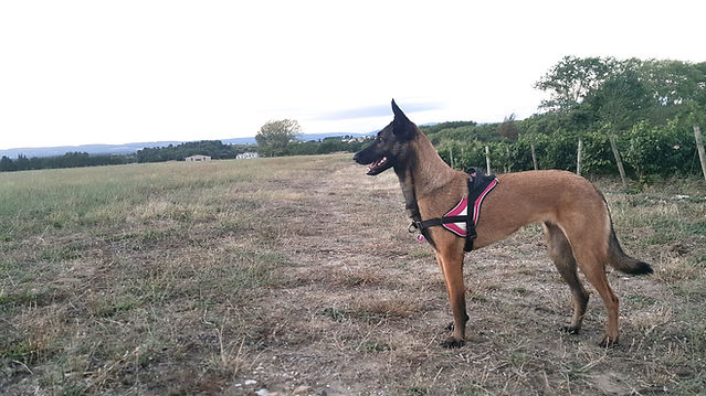éducation canine en méthode positive