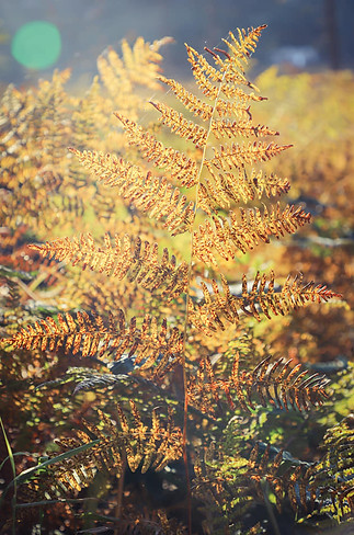 Yellow fern in the fall sun