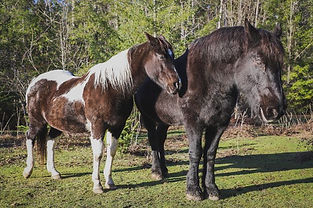 Two horses, a pain pony and a black percheron, meditate side by side.