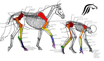 Equine Anatomy