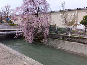 【野々市】桜と前向きに生きる