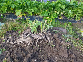 【野々市】下林のお年寄りカフェと子ども見守り
