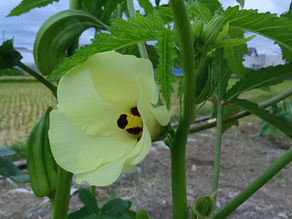 【野々市】雨の朝と議会動画公開