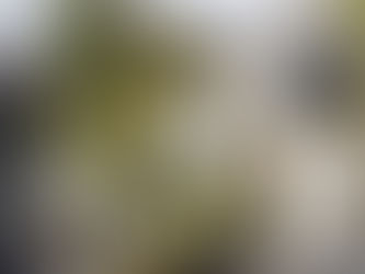 【野々市】左義長(小正月)