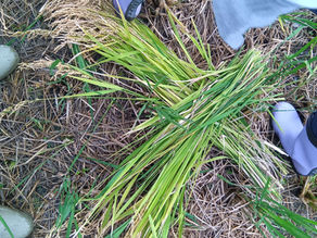 【野々市】久しぶりの田んぼ、そして市民の声に耳を傾ける一日