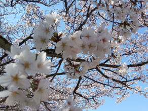 【野々市】桜とグラウンドゴルフ