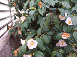 【野々市】条例づくりの原点を思い出した一日