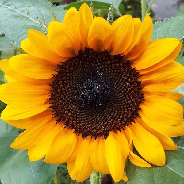 Thumbnail: Sunflower Lovers Collection