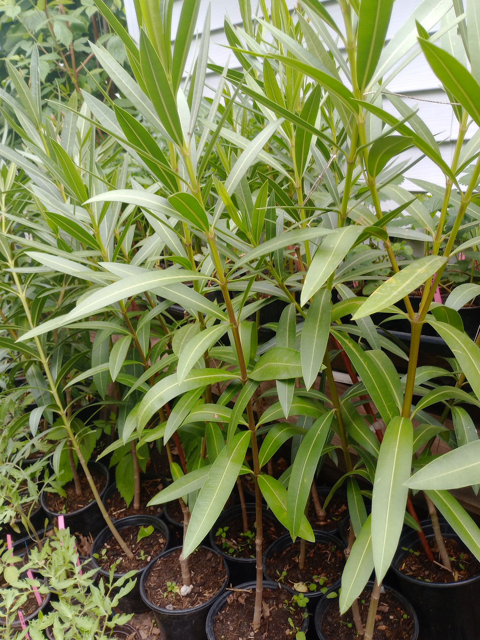 Thumbnail: Herbs and flowers variety pick and choose