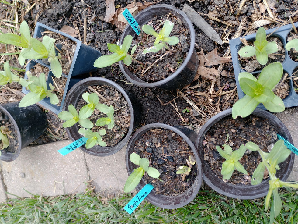 Thumbnail: Herbs and flowers variety pick and choose