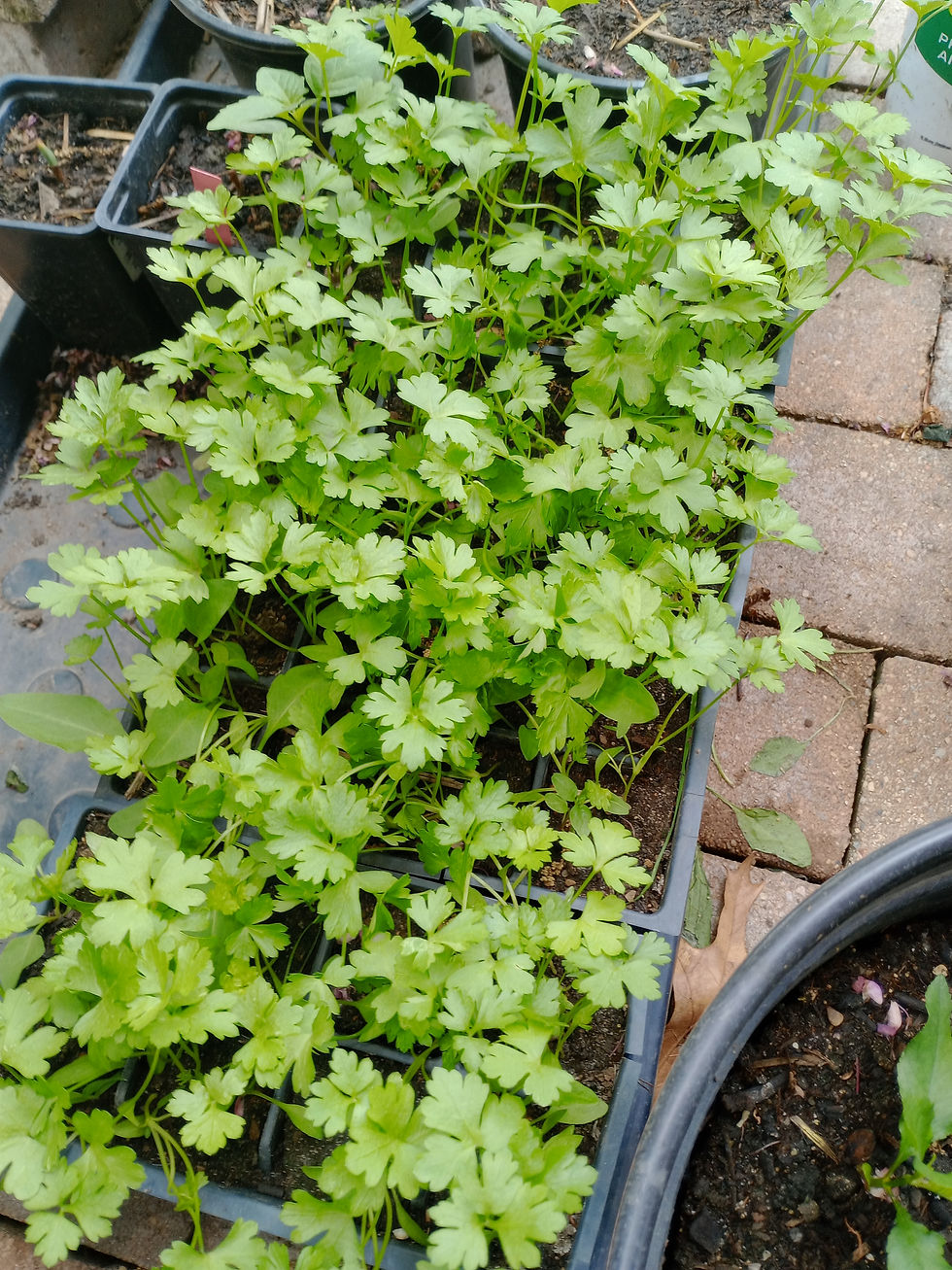 Thumbnail: Herbs and flowers variety pick and choose