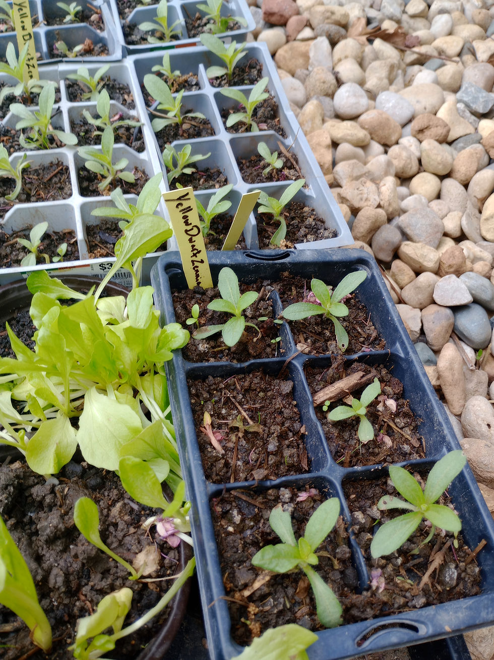 Thumbnail: Herbs and flowers variety pick and choose