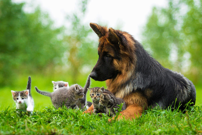 Dog Walking & Cat Sitting