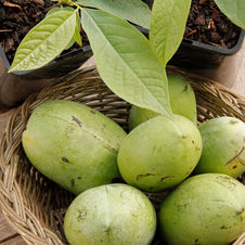 Asiminier Benny's Favorite
Asimina triloba 'Benny's Favorite'
pawpaw jerry lehman
