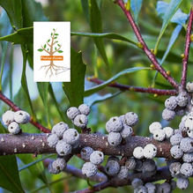 arbre à bougie
arbre à suif
arbre à cire
cirier
myrte cireux
myrica cerifera
morella cerifera