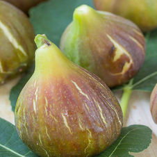 Figue Grise de St Jean
Ficus carica 'Grise de St Jean'