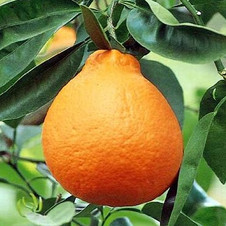 Tangelo Minneola
orange
tangelo minneola
mineola
citrus reticulata tangelo minneola
agrumes rustiques
pépinière sebtan
pépinière fruitière
pépinière tarn
permaculture
forêt fruitière
jardin forêt
olivier biggio
agrumes résistants au froid, agrumes rustiques, agrumes résistants au froid, olivier biggio, sebtan pépinière, agrumes tarn, pépinière sebtan, pépinière agrumes midi Pyrénées, agrumes en cuisine, agrumes restaurateurs, agrumes ulmer, permaculture, forêt jardin, jardin forêt, forêt nourricière, forêt fruitière,