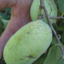 Asiminier chappell KSU
pawpaw KSU Chappell
KSU 4-1
Kentucky State University
manguier de pleine terre
