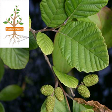 aulne noir
alnus glutinosa