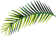 Feuille tropicale  