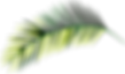 Tropical Leaf