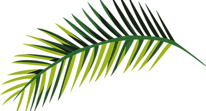 Green Palm Leaf
