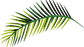 Tropical Leaf
