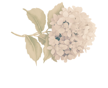 Hydrangea illustration 5 star rated doula support the birth doula cheshire