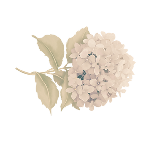 Hydrangea Illustration The Birth Doula Cheshire