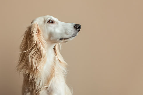 dog - iStock-2010093401.jpg