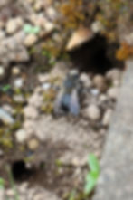 A back view of a male Anthophora sitting on a slope of dirt, moss , and pebbles with his shaggy white legs out to the sides. A large hole is just above him to the right and a 3/8" round nest hole is an inch away to the bottom left.