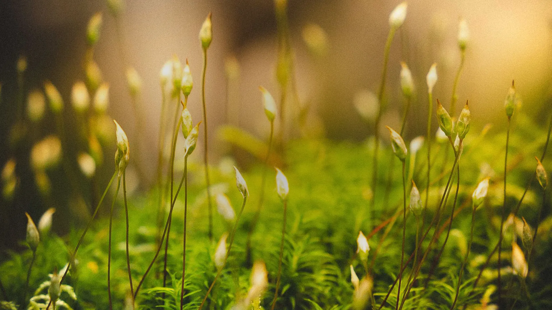 Cover image of a close-up of growing plants in yellow sunlight.