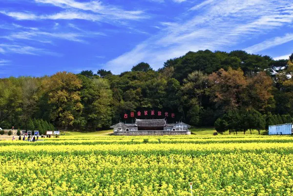 A picture of a vast field of yellow flowers with a forest and a blue sky in the background