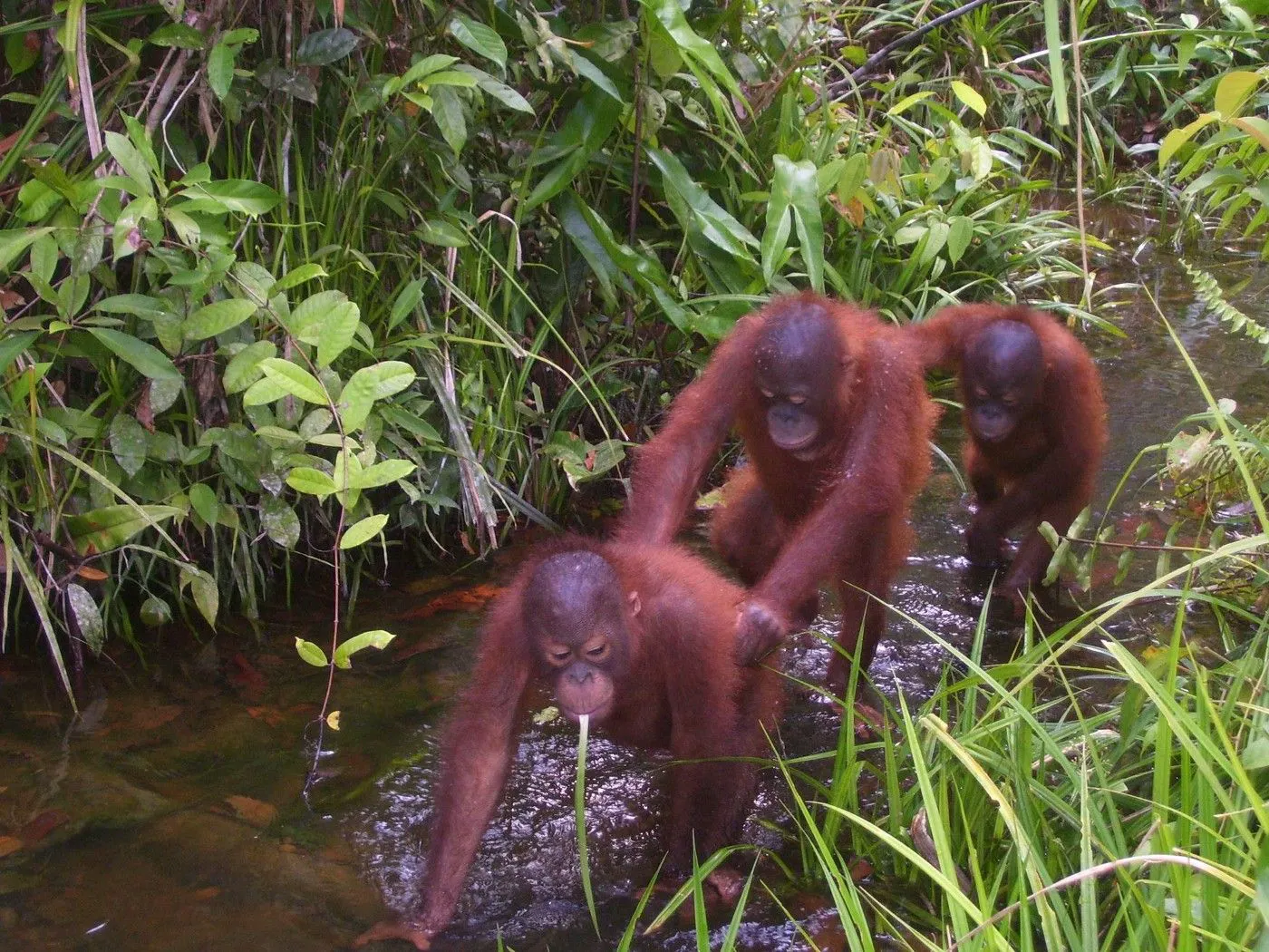 Small Orangutans moving through a stream 