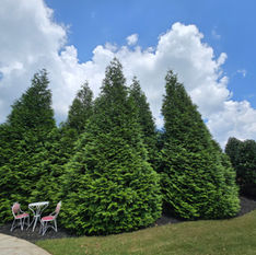 Fully grown green giant arborvitae and holly trees planted for privacy