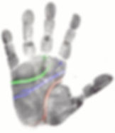 Thumbnail: Palm Print Comparison Course