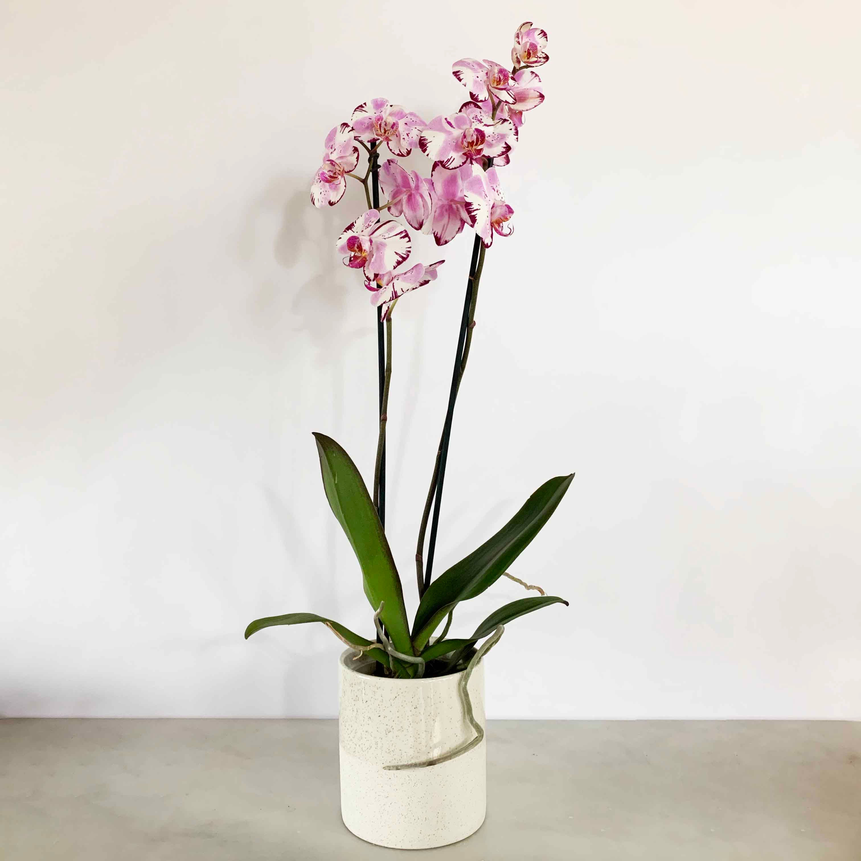 Maceta de Ceramica Beige