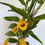 Miniatura: Dendrobium fimbriatum