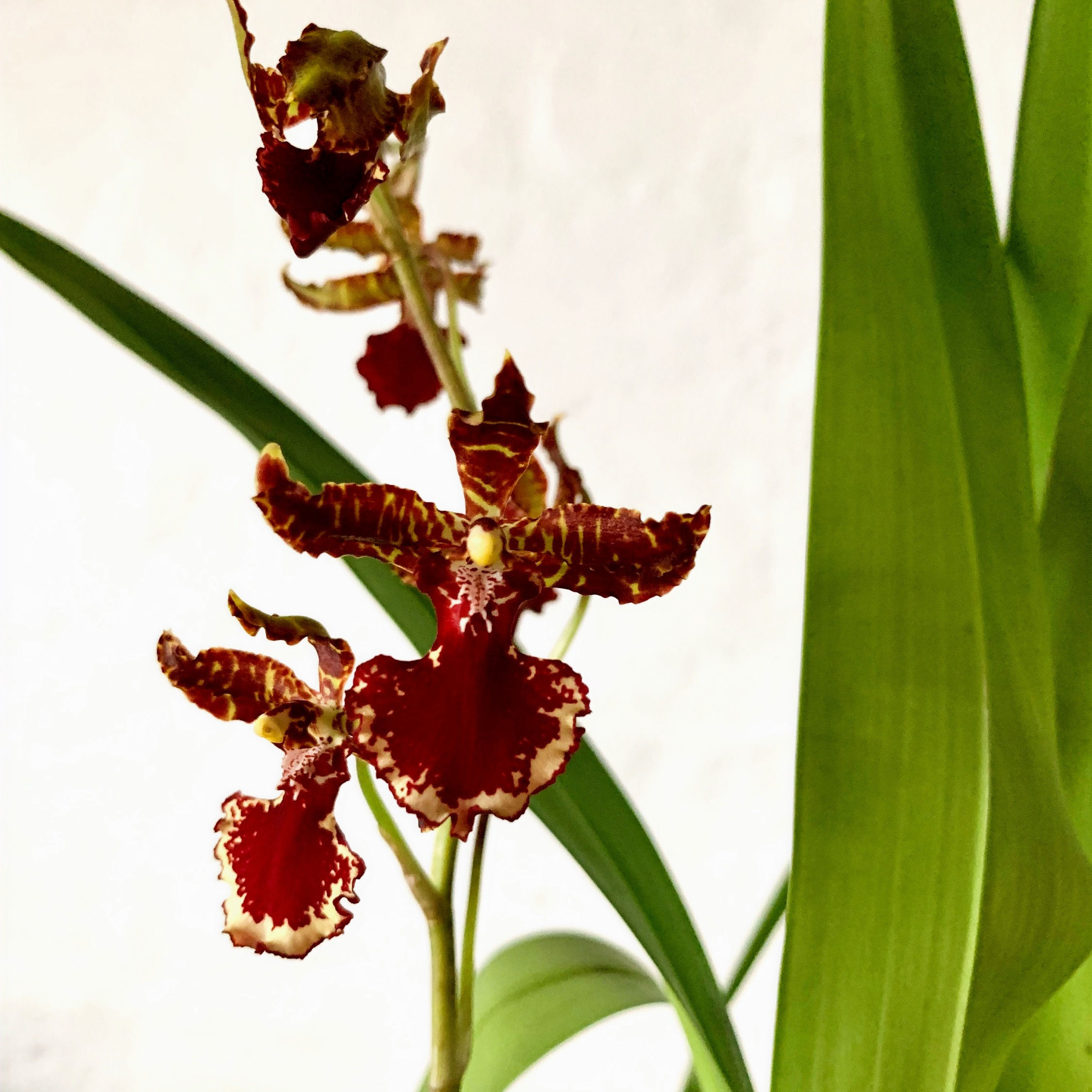 Odontocidium Susan Keller