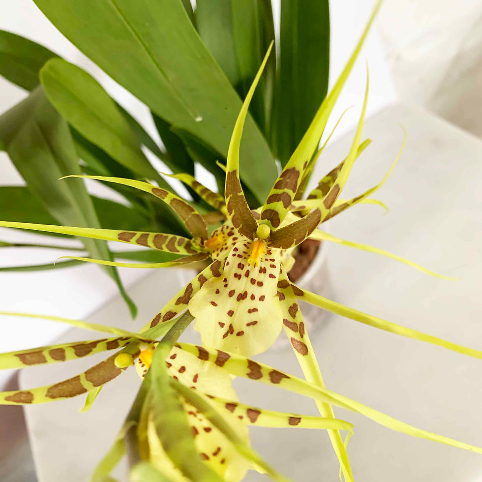 Miniatura: Brassia Eternal Wind